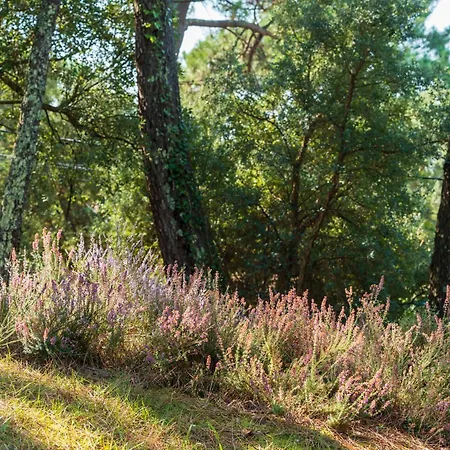 Tatil Evi Proche Du D'hossegor *